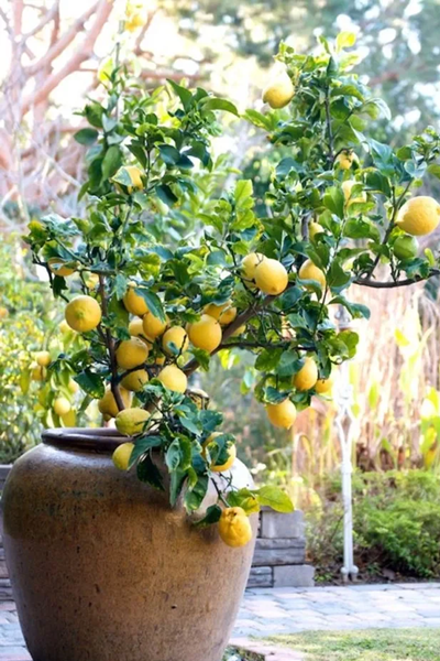 Eureka Lemon Seedling